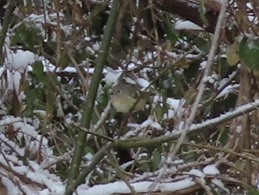 Ruby-crowned Kinglet - ML647047812