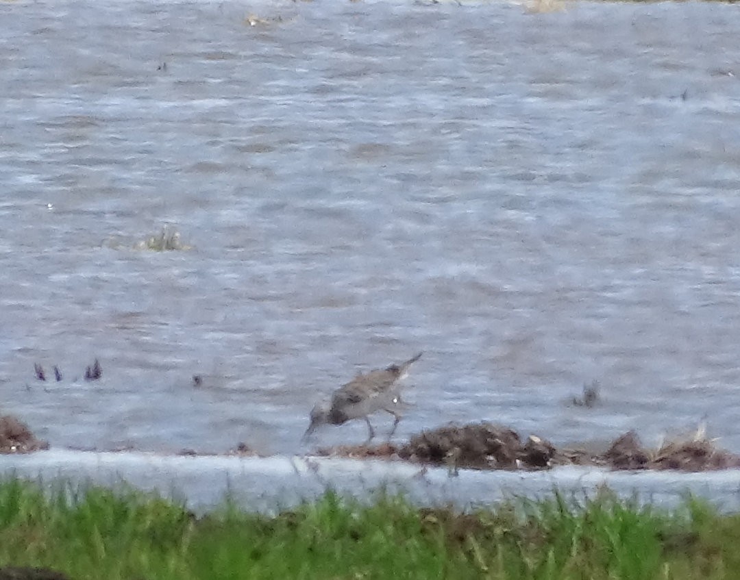 Lesser Yellowlegs - ML647047813