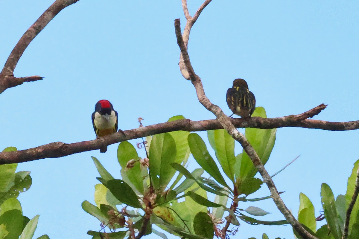 Five-colored Barbet - ML647047814