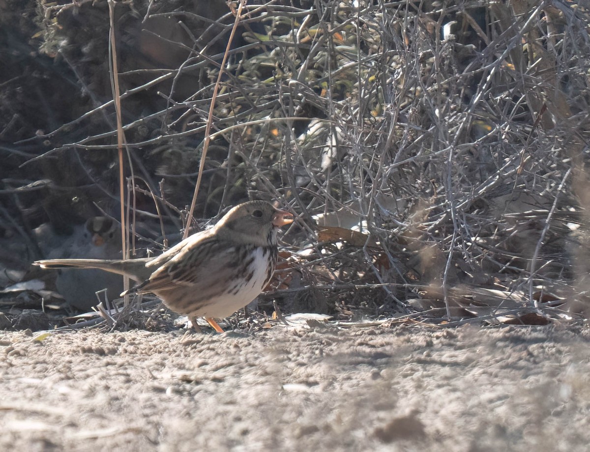 granspurv - ML647047816