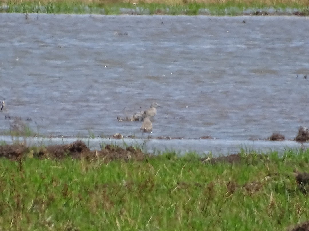 Lesser Yellowlegs - ML647047818