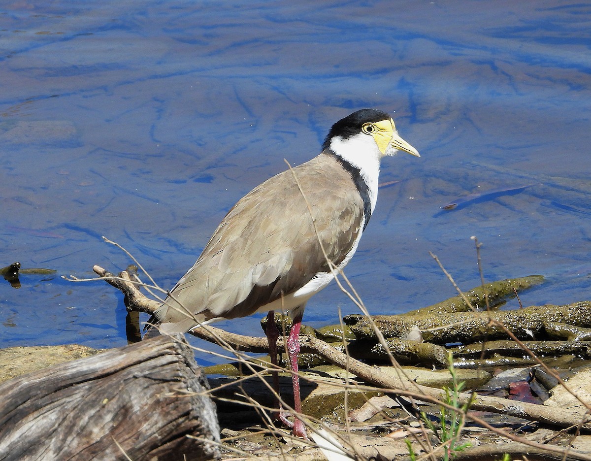 Hegabera maskaraduna - ML647047820