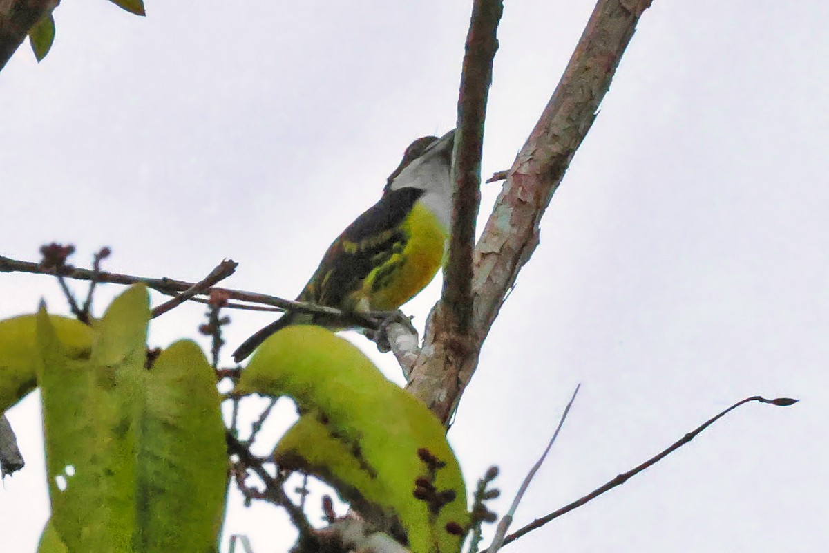 Five-colored Barbet - ML647047830