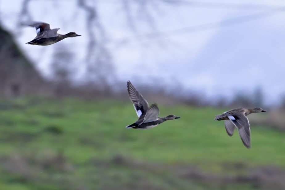 Нерозень - ML647047834