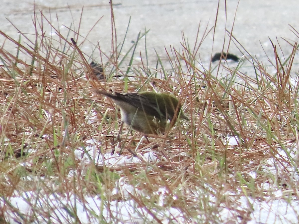 סבכון אורנים - ML647047853