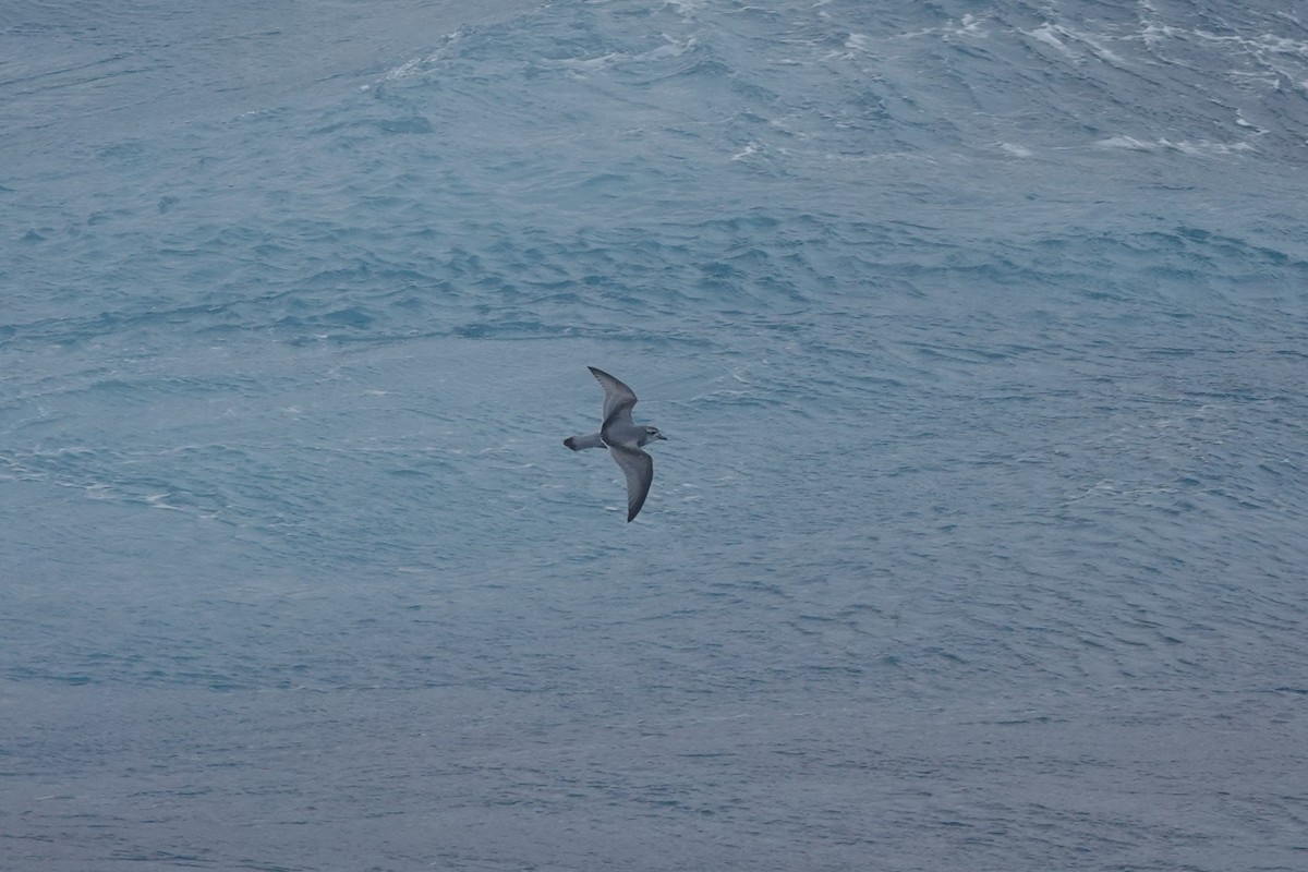 Пріон антарктичний - ML647047854