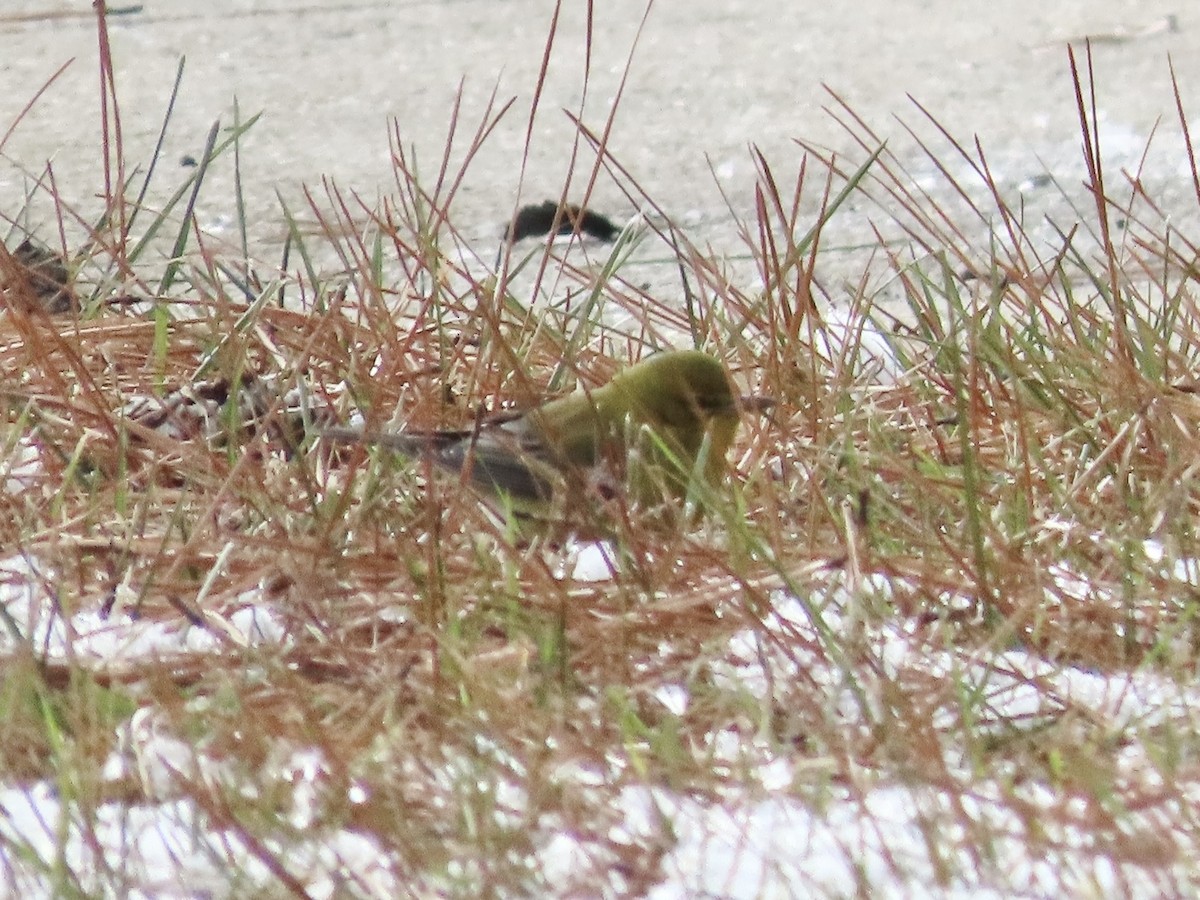 סבכון אורנים - ML647047856