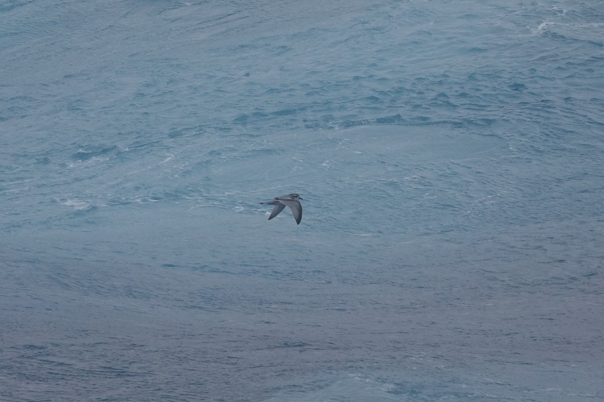 Пріон антарктичний - ML647047859