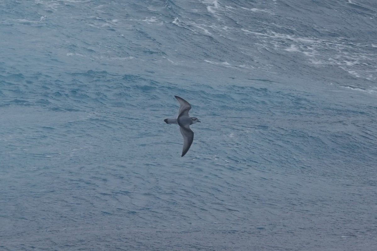 Пріон антарктичний - ML647047865