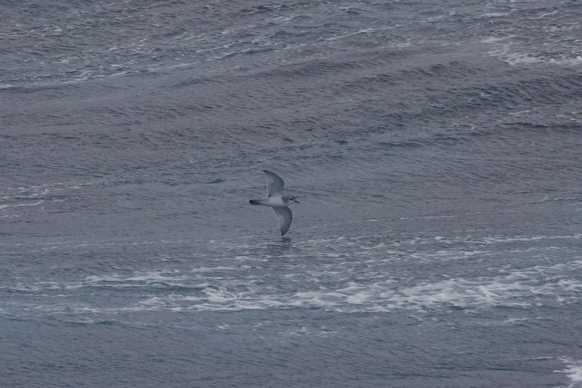 Пріон антарктичний - ML647047868