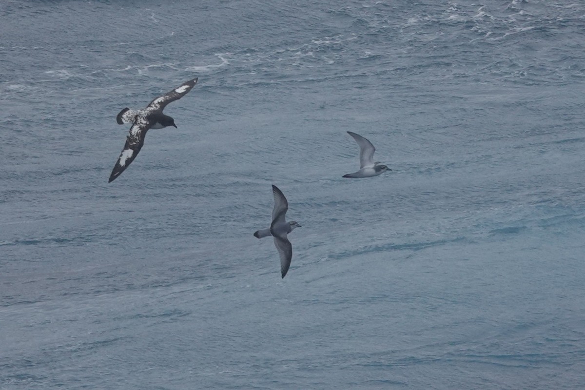 Пріон антарктичний - ML647047869