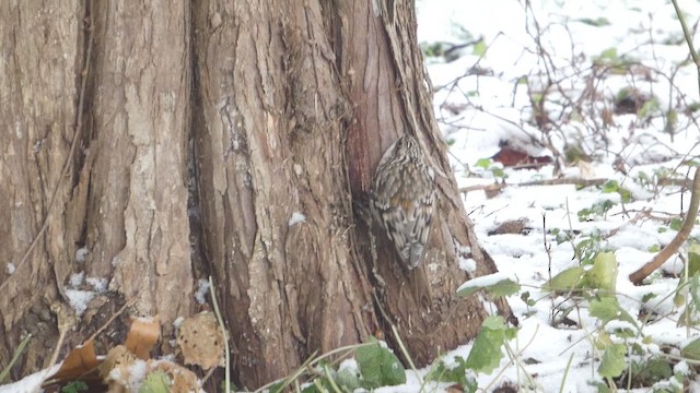 amerikatrekryper - ML647047871