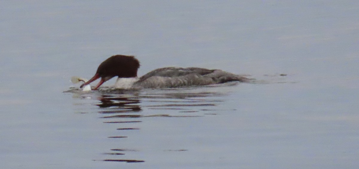 Common Merganser - ML647047876