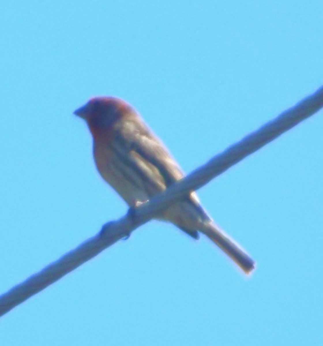 House Finch - ML647047880