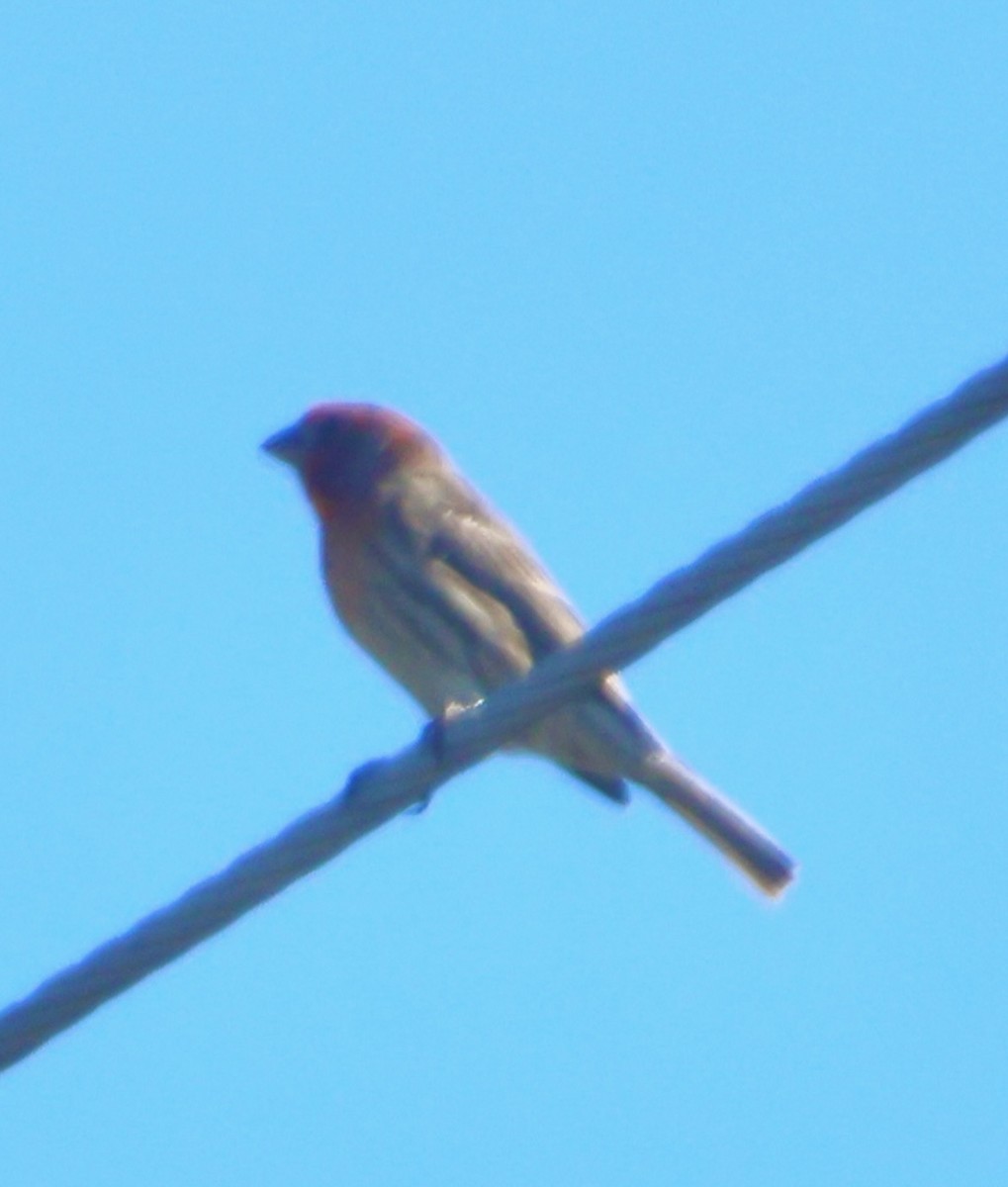 House Finch - ML647047881