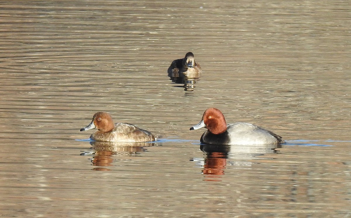 Redhead - ML647047883