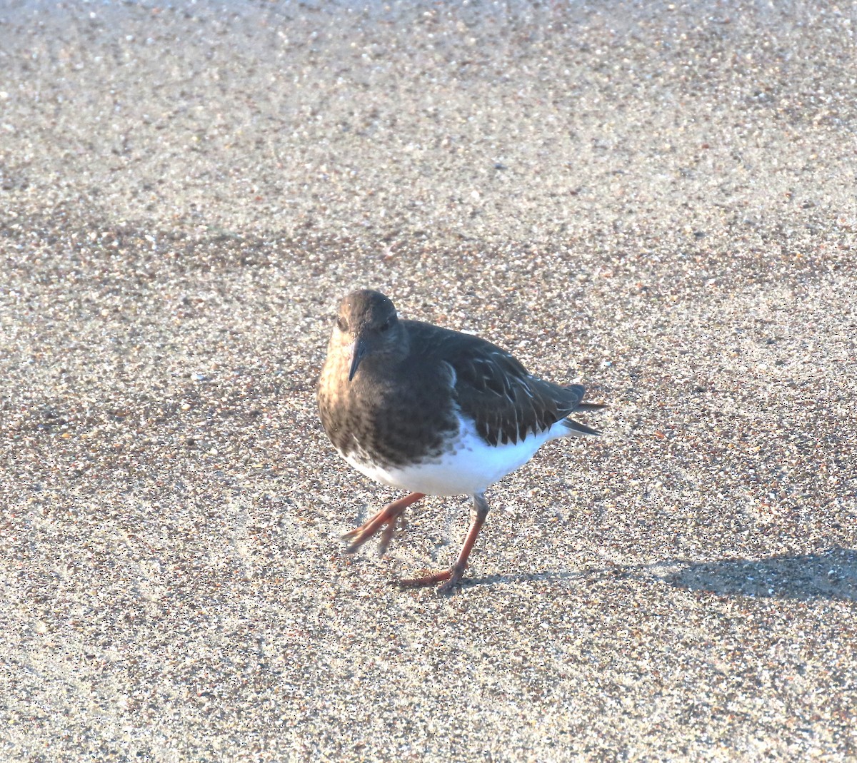Black Turnstone - ML647047884