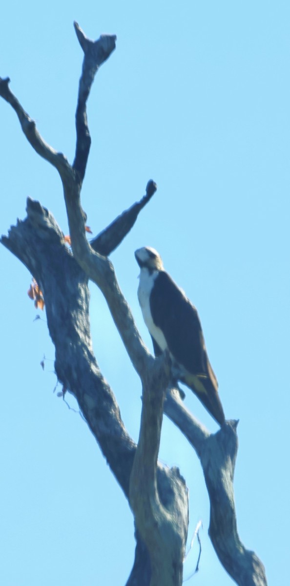 Osprey - ML647047887