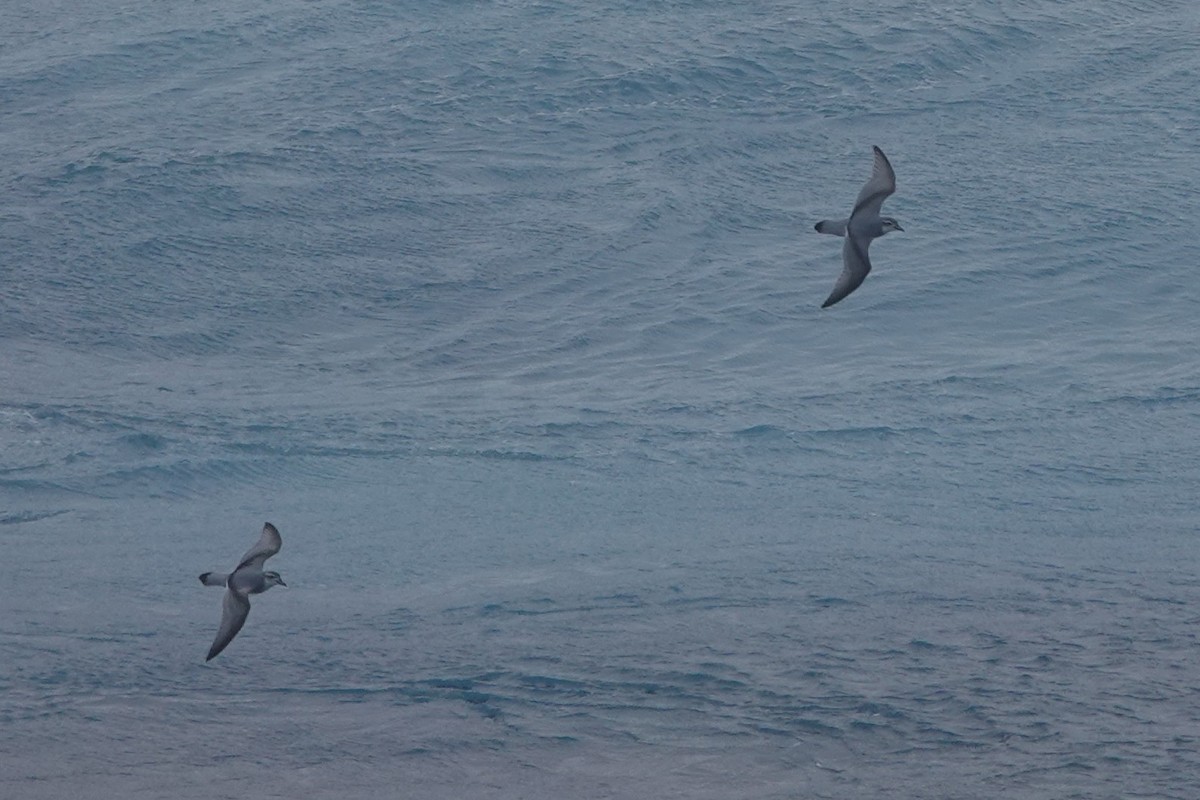 Пріон антарктичний - ML647047889