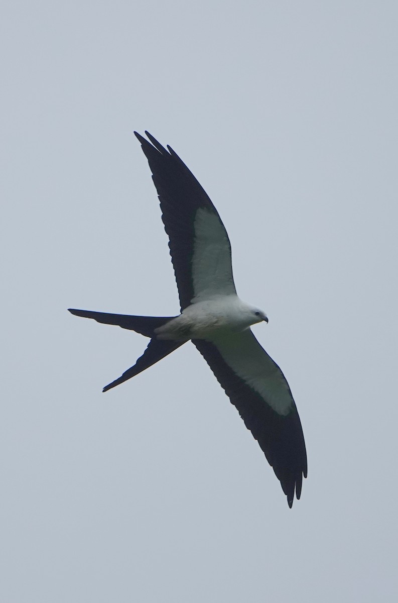 Swallow-tailed Kite - ML647047890