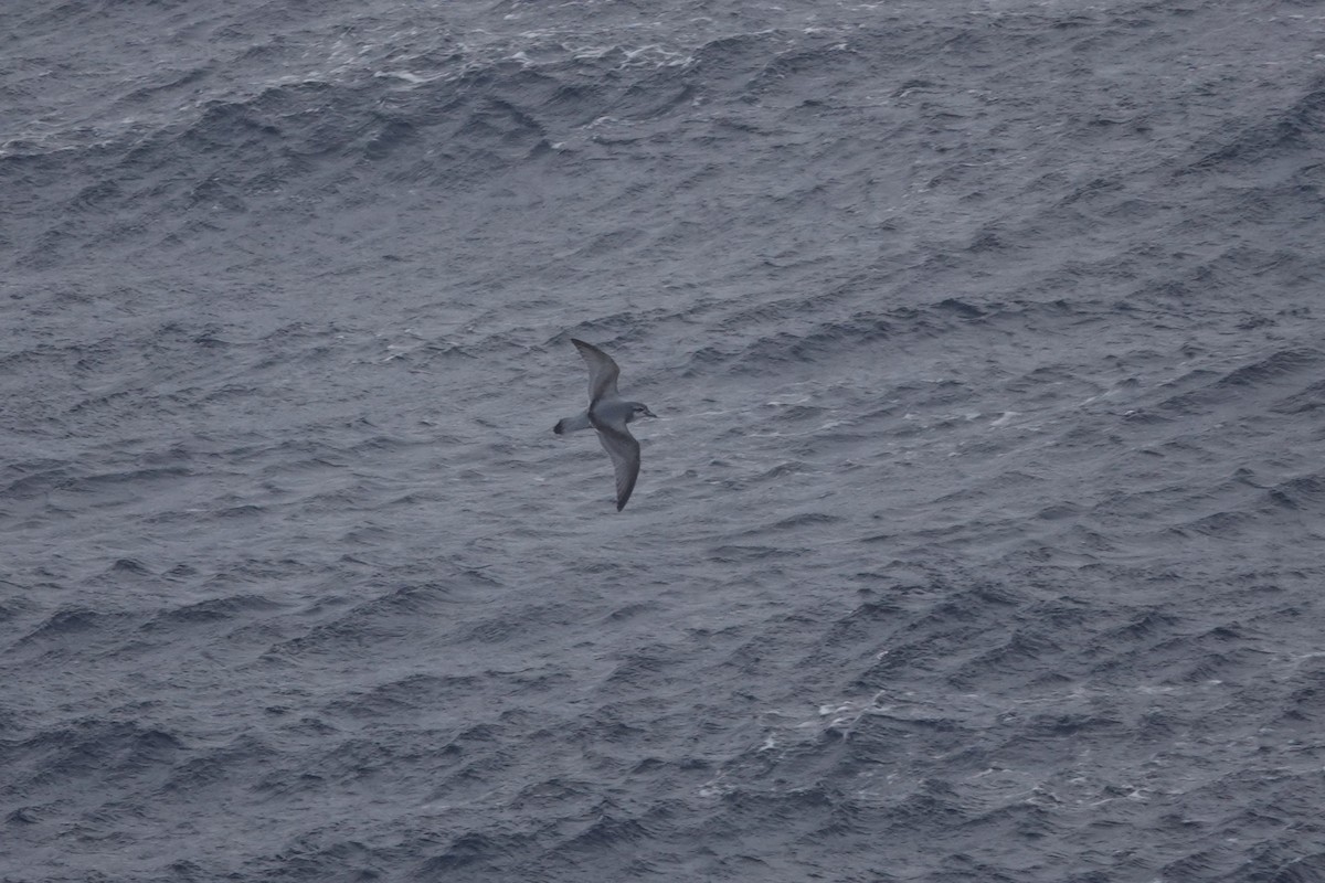 Пріон антарктичний - ML647047892