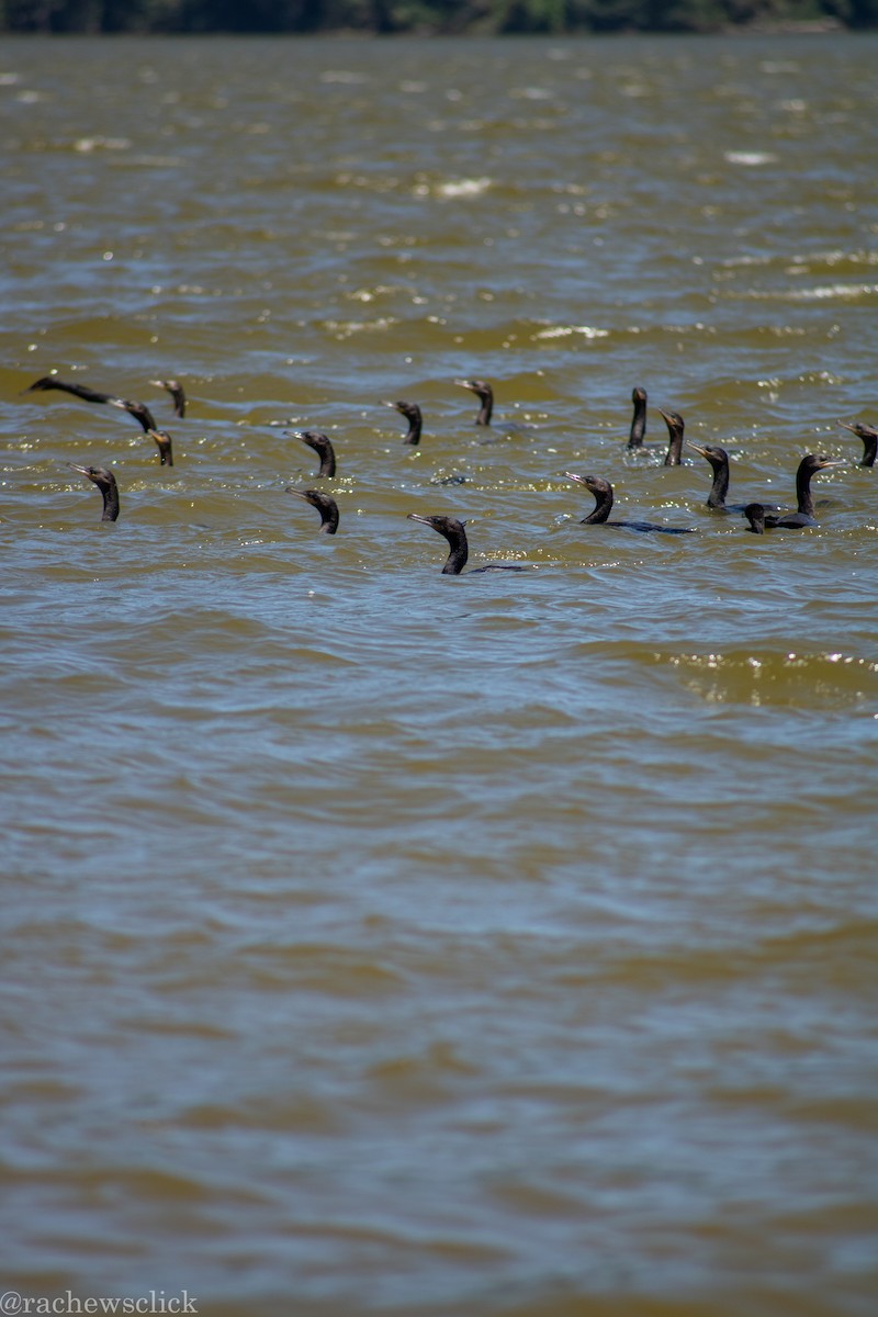 Neotropic Cormorant - ML647047898