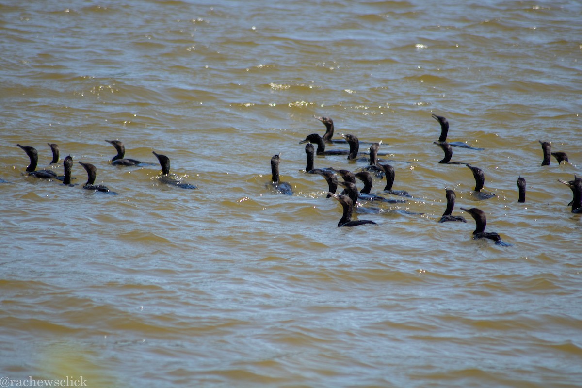 Neotropic Cormorant - ML647047900