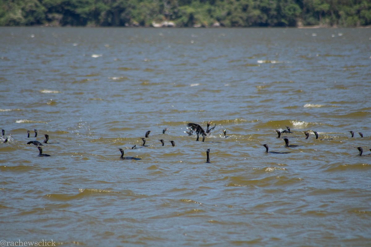 Neotropic Cormorant - ML647047902