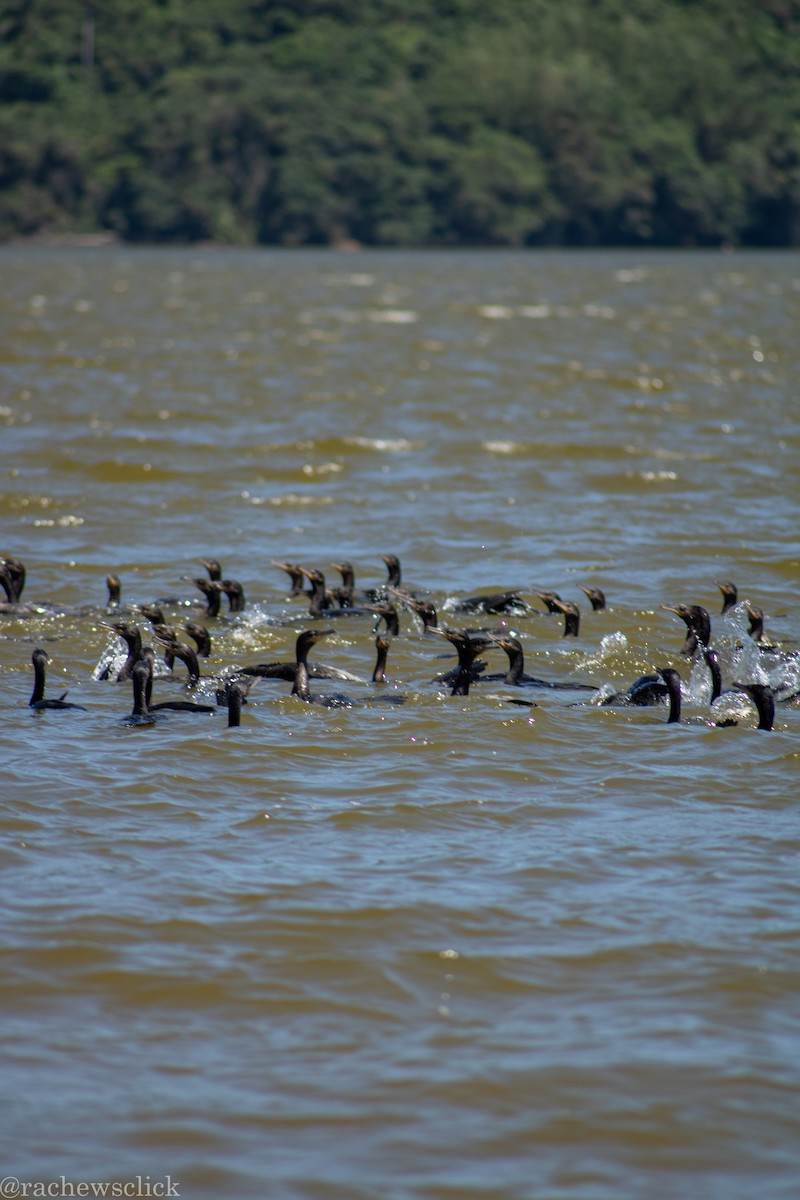 Neotropic Cormorant - ML647047903