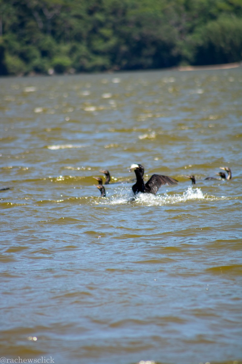 Neotropic Cormorant - ML647047904