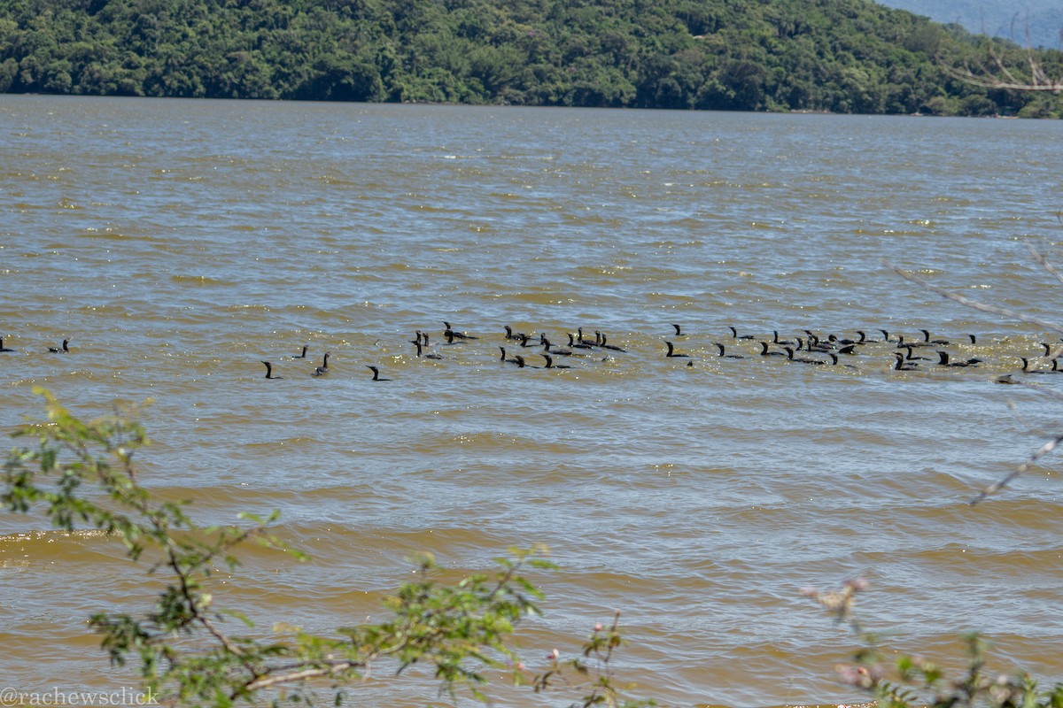 Neotropic Cormorant - ML647047905