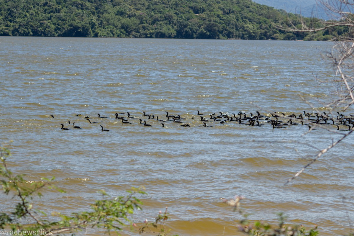 Neotropic Cormorant - ML647047906