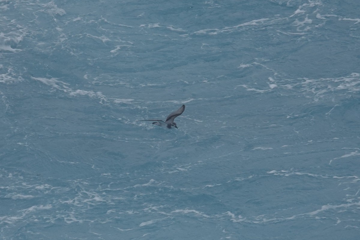 Пріон антарктичний - ML647047911