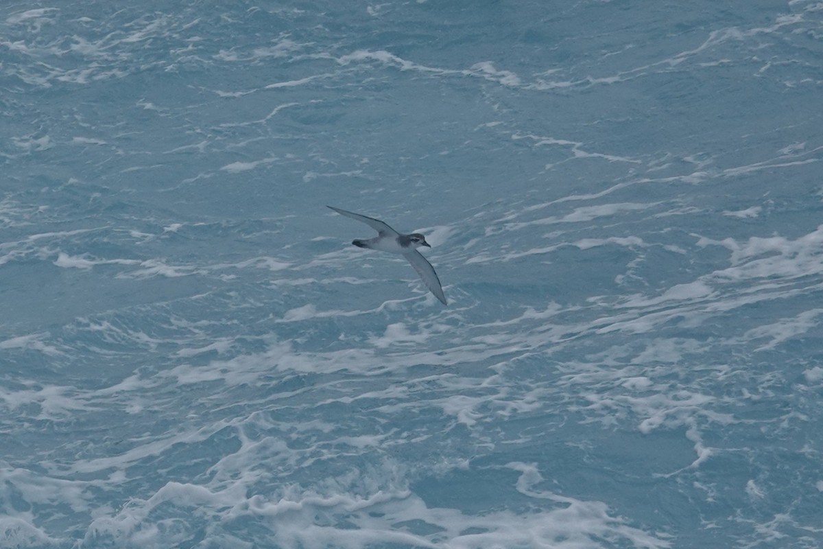 Пріон антарктичний - ML647047922