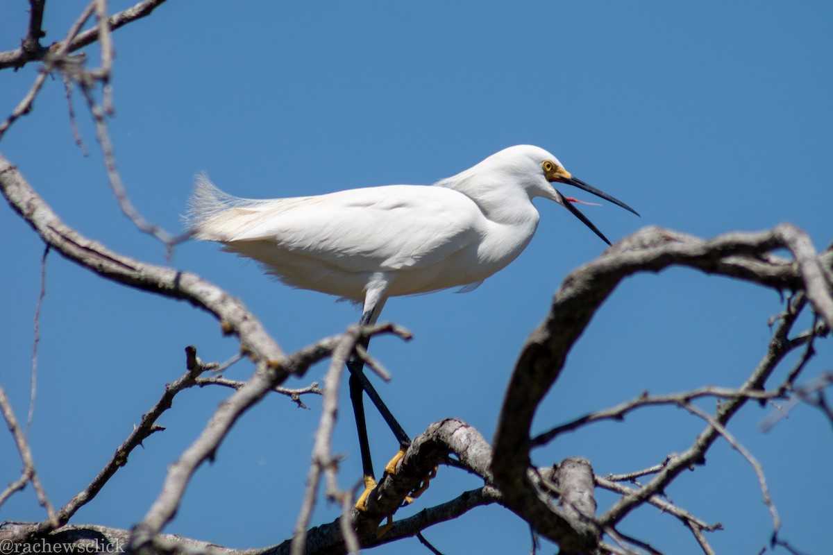 Karbeyaz Balıkçıl - ML647047932