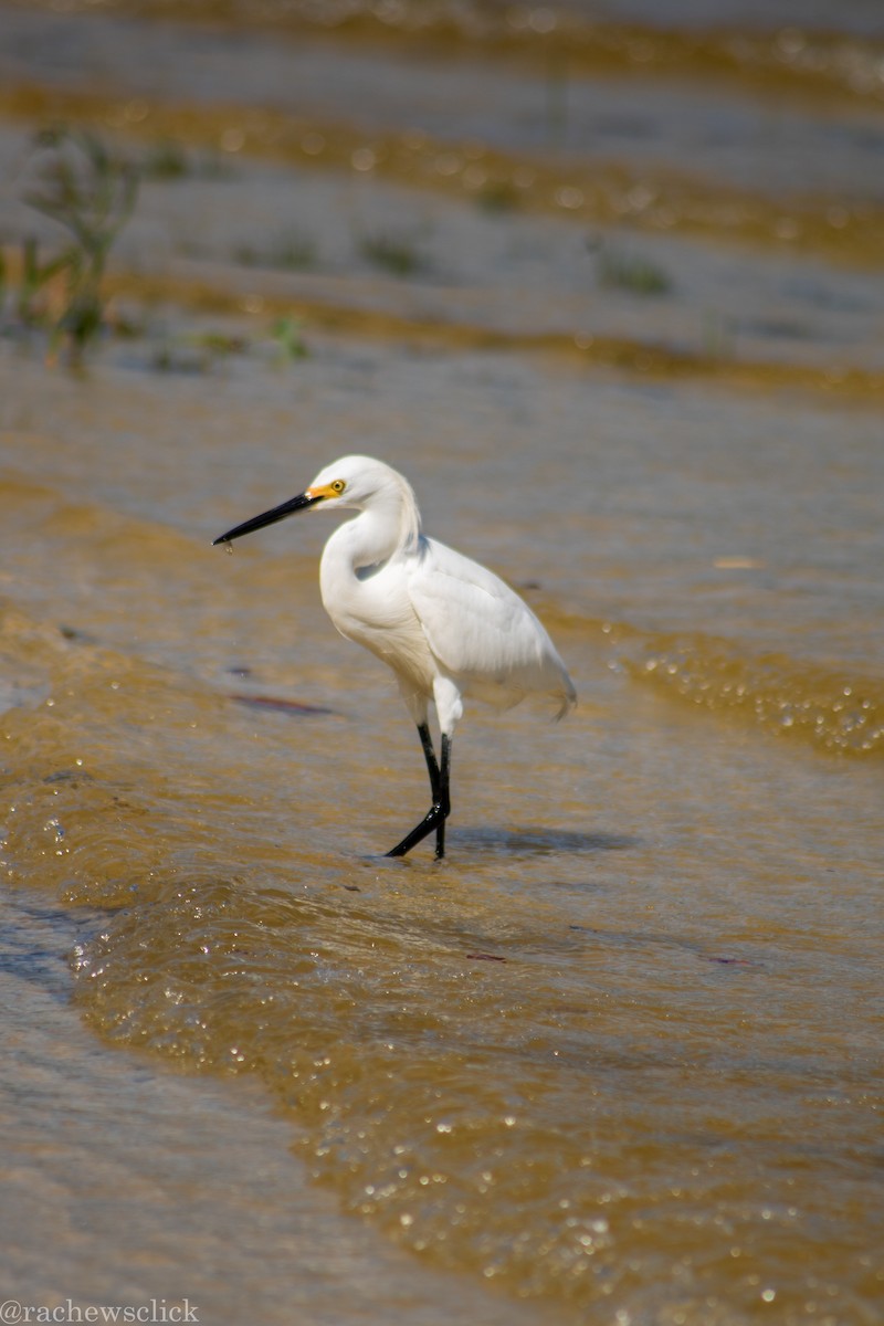 Karbeyaz Balıkçıl - ML647047933