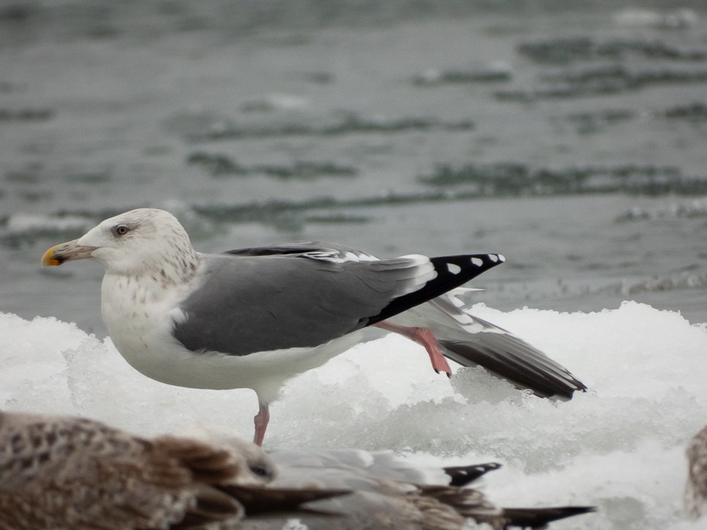 American Herring x Great Black-backed Gull (hybrid) - ML647047934