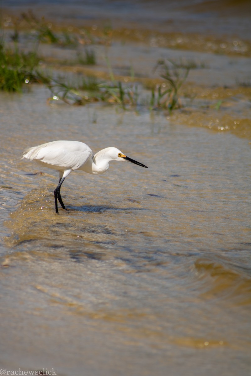 Karbeyaz Balıkçıl - ML647047935