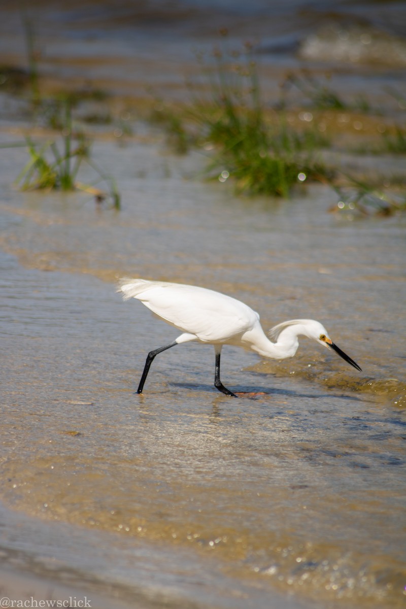 Karbeyaz Balıkçıl - ML647047936