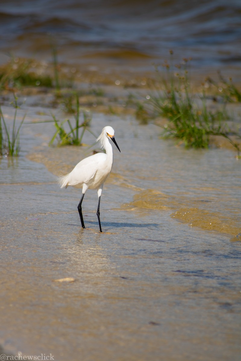 Karbeyaz Balıkçıl - ML647047937