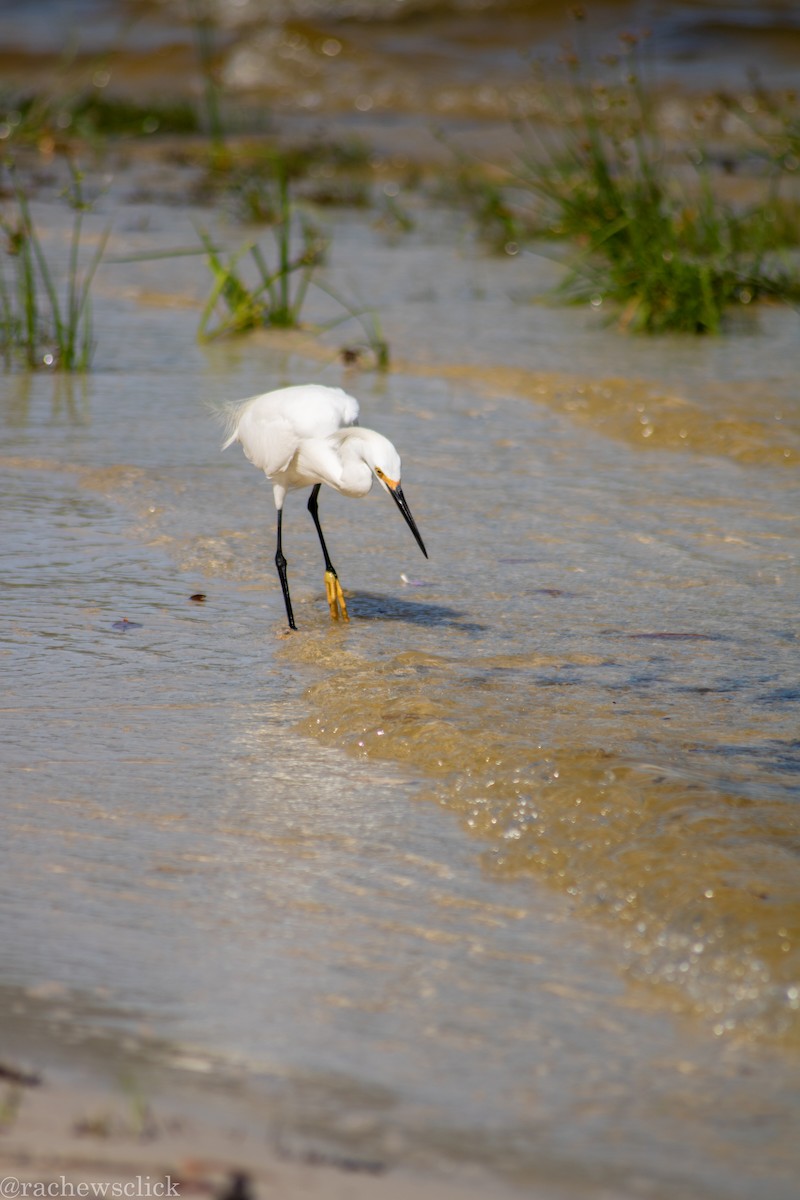 Karbeyaz Balıkçıl - ML647047939