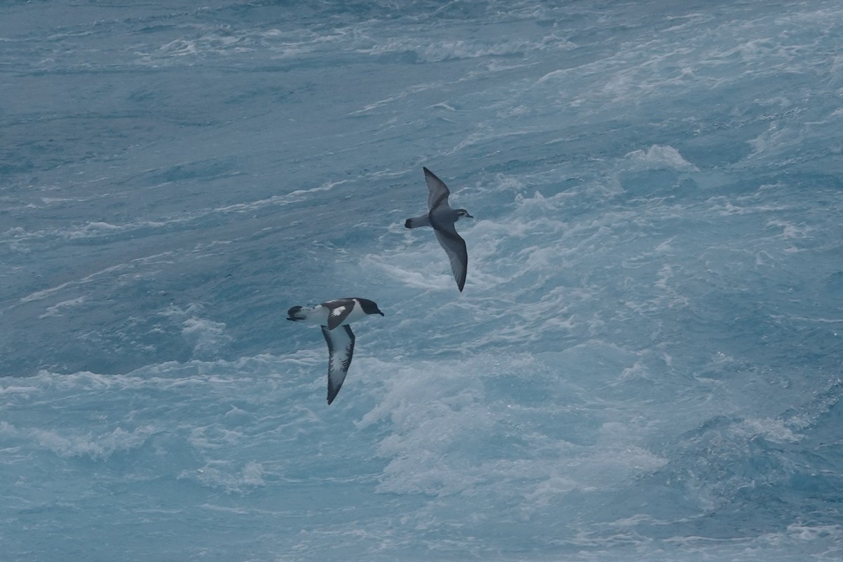 Пріон антарктичний - ML647047946