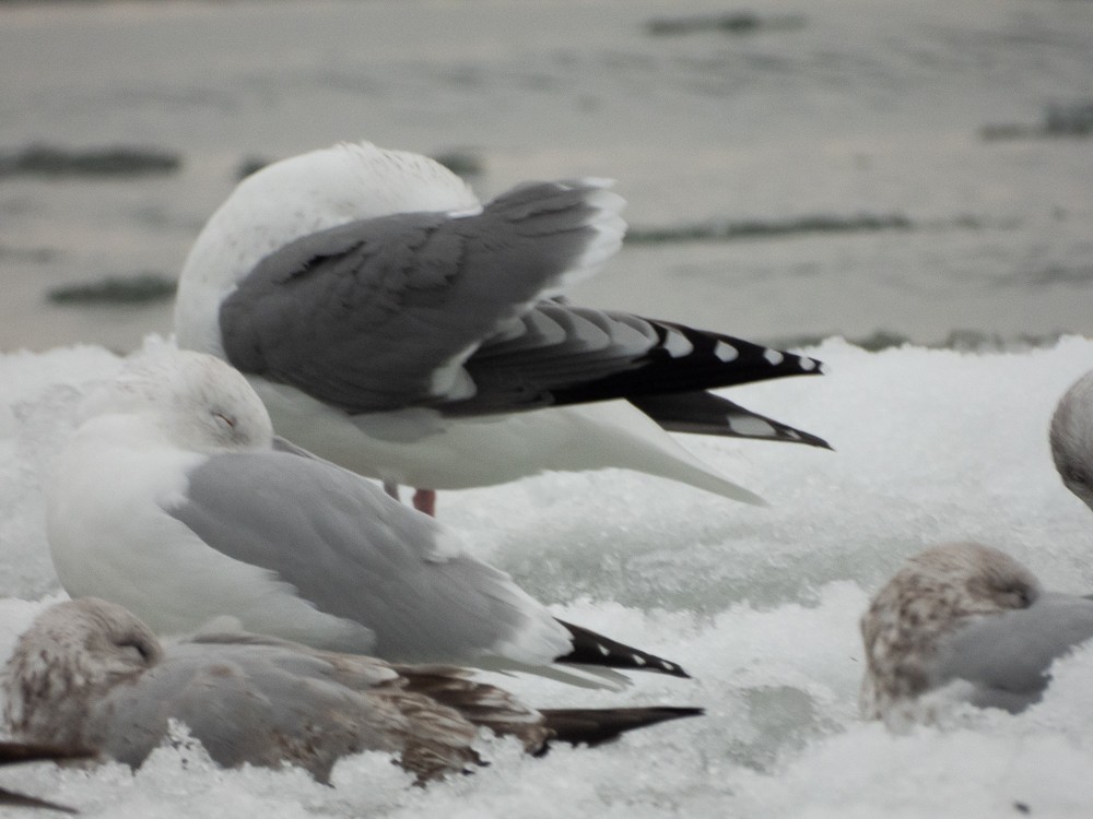 American Herring x Great Black-backed Gull (hybrid) - ML647047951