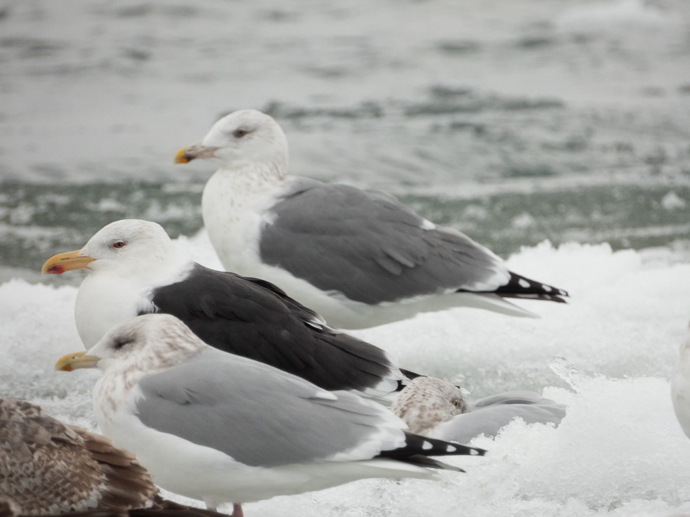 American Herring x Great Black-backed Gull (hybrid) - ML647047952