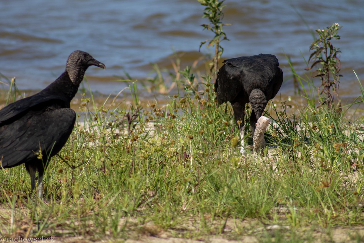 Black Vulture - ML647047953