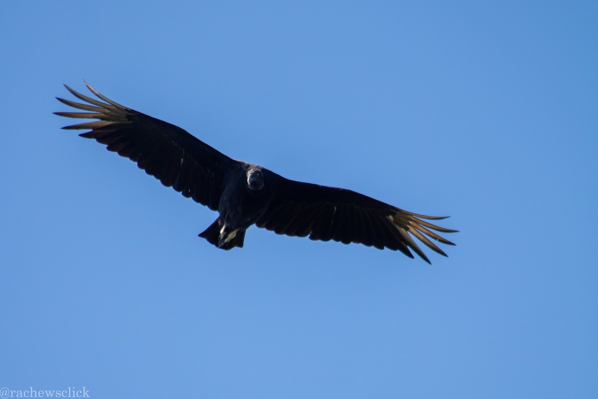 Black Vulture - ML647047954