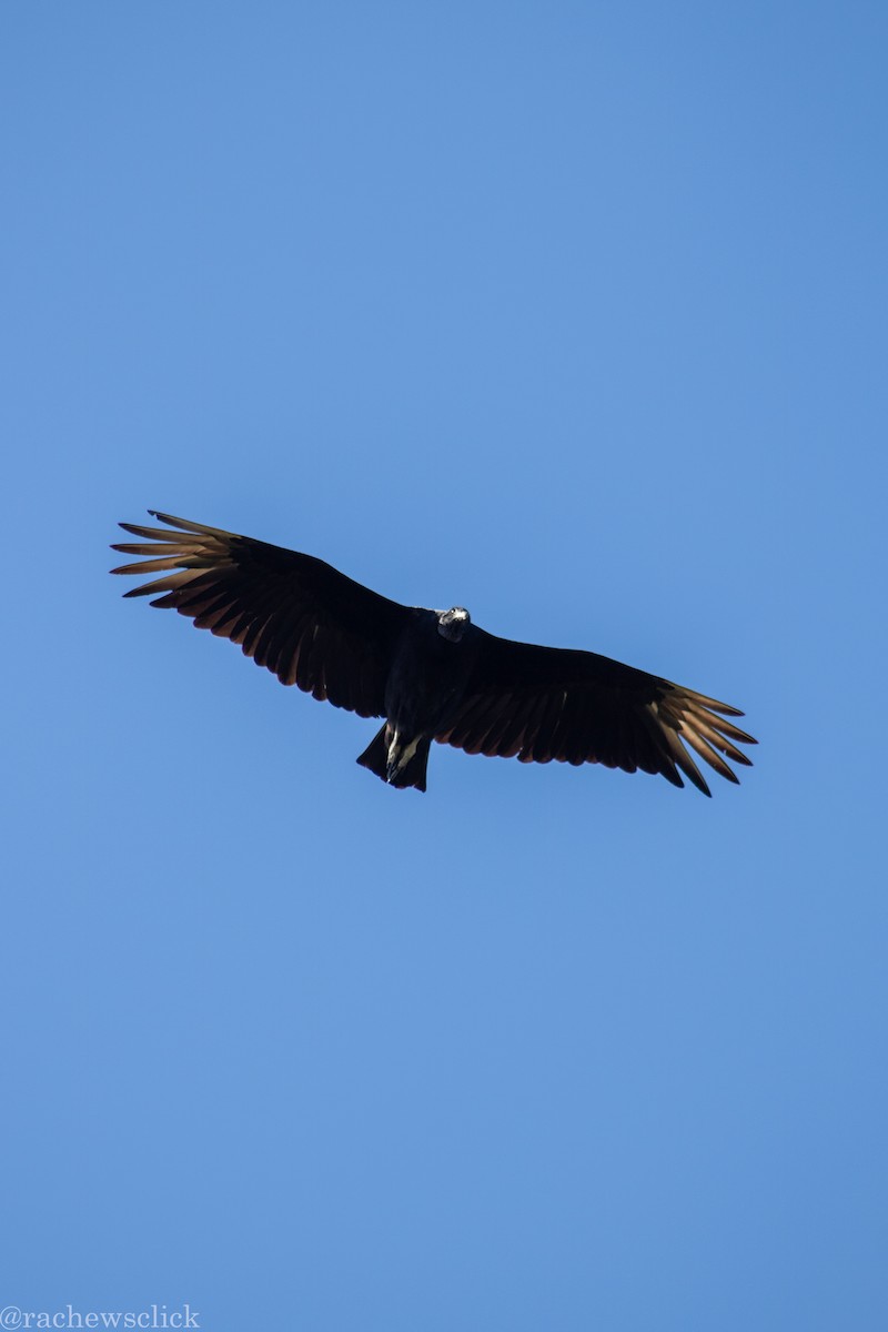 Black Vulture - ML647047955