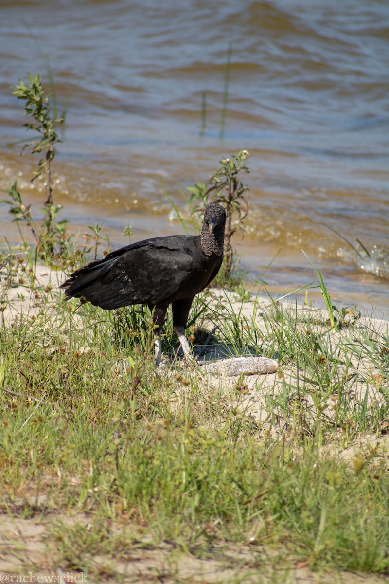 Black Vulture - ML647047956