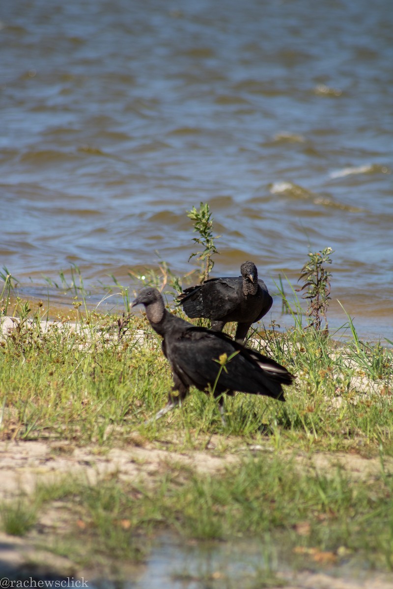 Black Vulture - ML647047957
