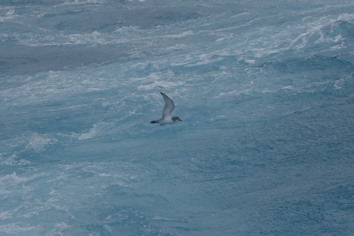 Пріон антарктичний - ML647047967